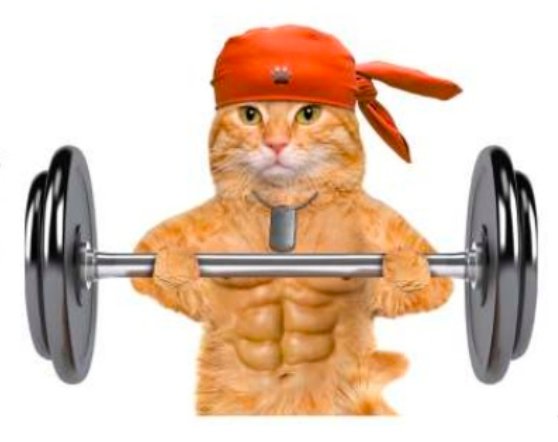 A Graphic Of Cat Lifting Weights